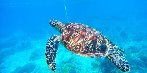 Loggerhead turtle in Zante